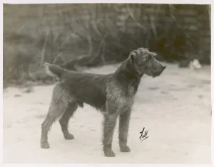 Fall Welsh Terrier 1931 Print