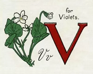 V for Violets