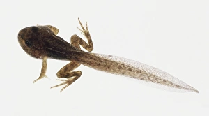 12 week old Tadpole (Anura) with tail and legs 12 week old Tadpole (Anura) with tail and legs