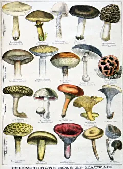 1896 French culinary poster showing edible and poisoness mushrooms 1896 French culinary poster showing edible and poisoness mushrooms