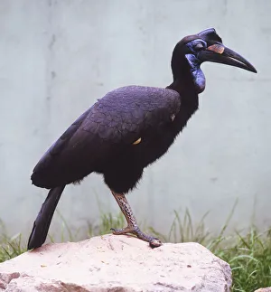 Abyssinian ground hornbill (Bucorvus abyssinicus), bird standing on one leg, on a rock Abyssinian ground hornbill (Bucorvus abyssinicus), bird standing on one leg, on a rock