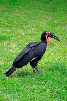 Abyssinian Ground-hornbill. Bucorvus Leadbeateri. Zoo of Prague Abyssinian Ground-hornbill. Bucorvus Leadbeateri. Zoo of Prague