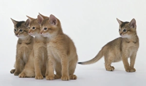 Three Abyssinian kittens looking in the same direction, one kitten standing apart from the group Three Abyssinian kittens looking in the same direction, one kitten standing apart from the group