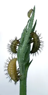 Adult and larval mexican bean beetles feeding on leaves Adult and larval mexican bean beetles feeding on leaves
