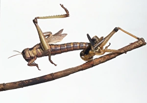 Adult Locust on stem wriggling out of nymphal skin Adult Locust on stem wriggling out of nymphal skin