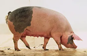 Adult Pietrain sow, pink skin with large grey patches, white hairs, large ears, long snout, teats on underbelly Adult Pietrain sow, pink skin with large grey patches, white hairs, large ears, long snout, teats on underbelly