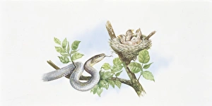 Aesculapian Snake (Elaphe longissima) hunting bird in tree, illustration Aesculapian Snake (Elaphe longissima) hunting bird in tree, illustration