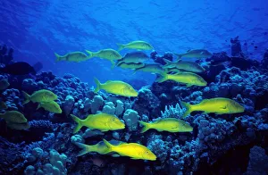 Africa. Egypt. Sharm El Sheik. Re Sea. Parupeneus Cyclostomus Africa. Egypt. Sharm El Sheik. Re Sea. Parupeneus Cyclostomus