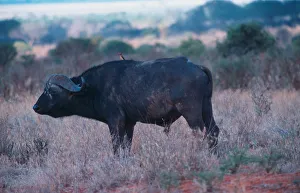 Africa. Kenya. Safari in the Tsavo Park. Buffalo Africa. Kenya. Safari in the Tsavo Park. Buffalo