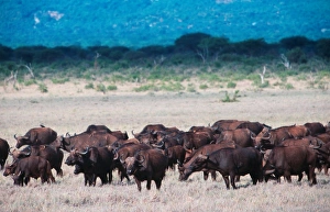 Africa. Kenya. Safari in the Tsavo Park. Buffalos Africa. Kenya. Safari in the Tsavo Park. Buffalos