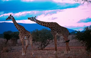 Africa. Kenya. Safari in the Tsavo Park. Giraffe Africa. Kenya. Safari in the Tsavo Park. Giraffe