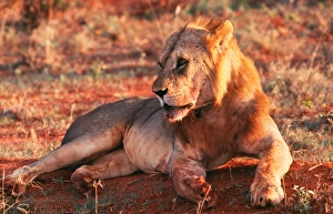 Africa. Kenya. Safari in the Tsavo Park. Lion Africa. Kenya. Safari in the Tsavo Park. Lion