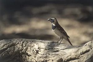 Africa, Sociable weaver (Philetairus socius), sitting on the bark of a tree, side view Africa, Sociable weaver (Philetairus socius), sitting on the bark of a tree, side view