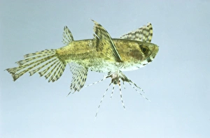 African butterflyfish (Pantodon buchholzi), a freshwater butterflyfish, side view African butterflyfish (Pantodon buchholzi), a freshwater butterflyfish, side view