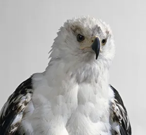 African Fish Eagle (Haliaeetus vocifer), head and white plumage on neck and breast African Fish Eagle (Haliaeetus vocifer), head and white plumage on neck and breast