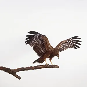 African Harrier Hawk (Polyboroides typus), bird of prey perching on branch and flapping wings African Harrier Hawk (Polyboroides typus), bird of prey perching on branch and flapping wings