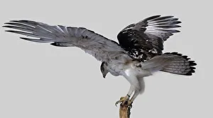 African Hawk Eagle (Aquila spilogastra) perching on branch, spread wings African Hawk Eagle (Aquila spilogastra) perching on branch, spread wings