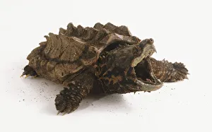 Alligator Snapping Turtle (Macrochelys temminckii), jaws wide open Alligator Snapping Turtle (Macrochelys temminckii), jaws wide open