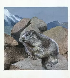 Alpine Marmot (Marmota marmota), illustration