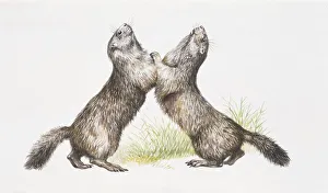 Two Alpine Marmots (Marmota marmota) standing, illustration Two Alpine Marmots (Marmota marmota) standing, illustration