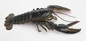 American Lobster (Homarus americanus), side view American Lobster (Homarus americanus), side view