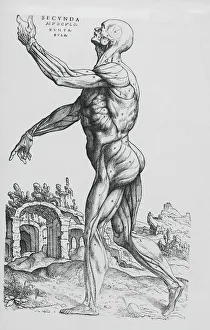Anatomic drawing from De humani corporis fabrica libri septem (On the fabric of the human body in seven books) Anatomic drawing from De humani corporis fabrica libri septem (On the fabric of the human body in seven books)