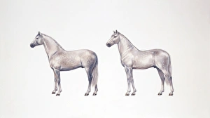 Andalusian horse and lusitano horse (Equus caballus), illustration Andalusian horse and lusitano horse (Equus caballus), illustration