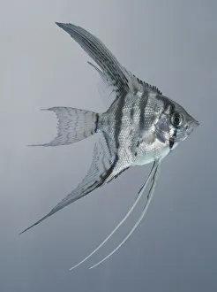 Angelfish, Pterophyllum scalare, side view Angelfish, Pterophyllum scalare, side view