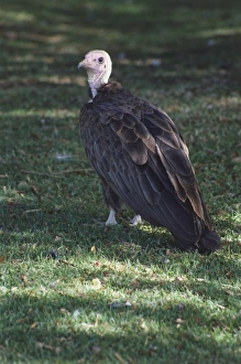 Angled rear view of Vulture, brown body, bald pink and white head, white feet Angled rear view of Vulture, brown body, bald pink and white head, white feet