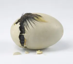 Young Duck Prints: 3 - Duckling cracking open egg