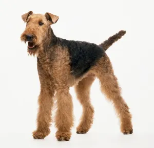 Airedale Terrier Print