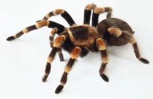 Prints of Side view of a Red Kneed Tarantula Smithii Prints: Red Kneed Tarantula Print (Side View)