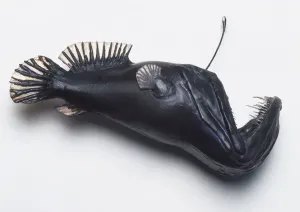 Prints of Blackdevil (Melanocetus johnsoni), a dark model of an angler fish before a meal Anglerfish Prints: Blackdevil (Melanocetus johnsoni) Print