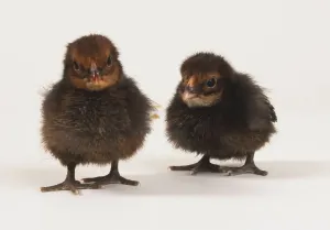 Young Poultry Prints: Two brown chicks, front view