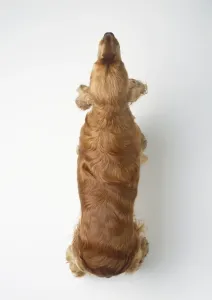 White Background Pet Images Prints: Cocker spaniel, view from above