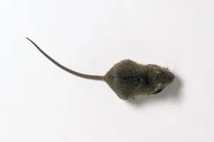 Studio Shot Of A Mouse Prints: A mouse, view from above