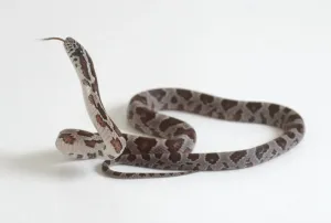 Brown Prints: Newly Hatched Python Print