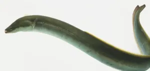 Conger Eel Prints: Conger Eel
