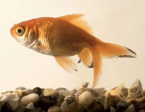 Aquarium Fish Prints: Goldfish