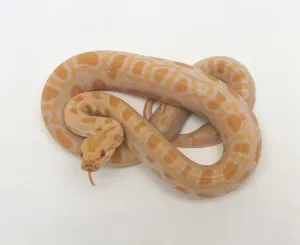 Reptile Studio Shot Prints: Albino Burmese Python (Python molurus bivittatus) coiled up