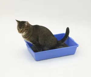 Full Length Cat Photo Prints: Cat using litter box