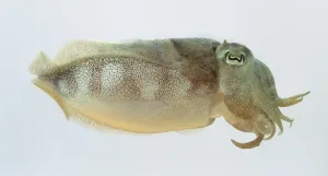 Deep Sea Creatures Images Prints: Cuttlefish