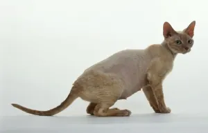 Full Length Prints: Devon Rex Cat Print (Side View)