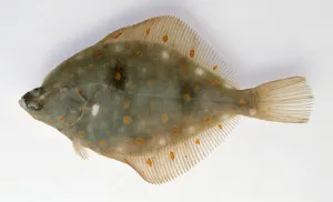 White Background Fish Images Prints: Plaice