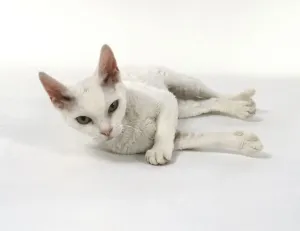 Full Length Studio Shot Prints: White Devon Rex cat lying on side, looking at camera