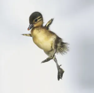 Prints of Mandarin Duck in Freefall (E) Mandarin Duck Prints: Mandarin Duck Print (Freefall) in Photographic Format