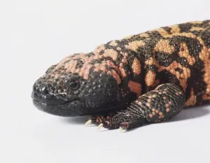 Reptile Animal Images Prints: Monitor lizard, close up of head