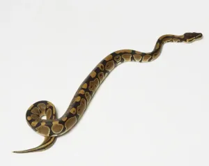 Prints of Ball Python or Royal Python (Python regius) slithering, high angle view Ball Python Prints: Ball Python Slithering Print