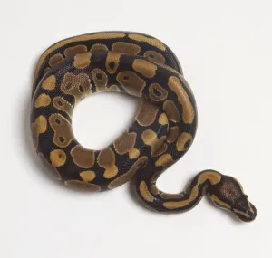 Prints of Coiled Ball Python or Royal Python (Python regius), view from above Ball Python Prints: Coiled Ball Python Print