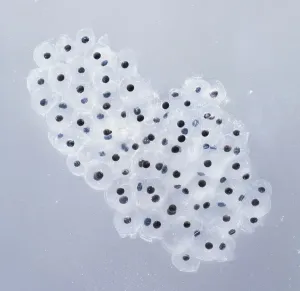 Nature Photography Studio Prints: Frogspawn